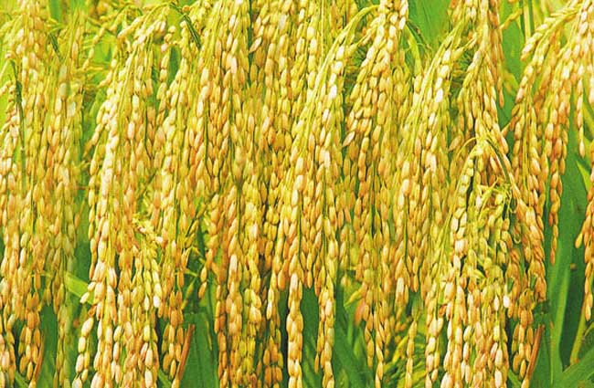 水稻种子处理技术