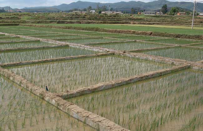 水稻需肥规律与施肥技术
