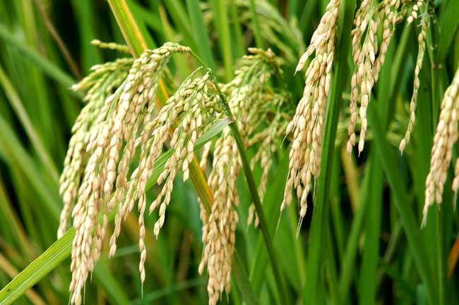 水稻各时期施肥量和施肥方法