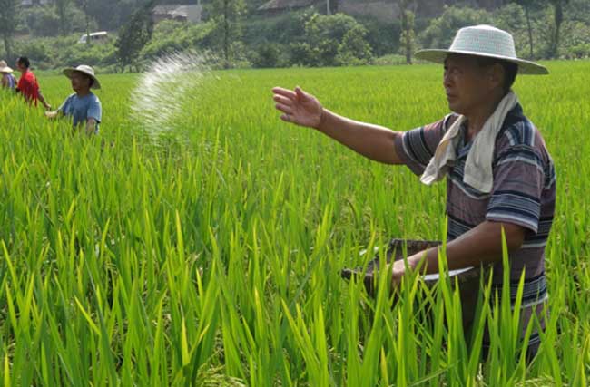 水稻如何进行标准化施肥