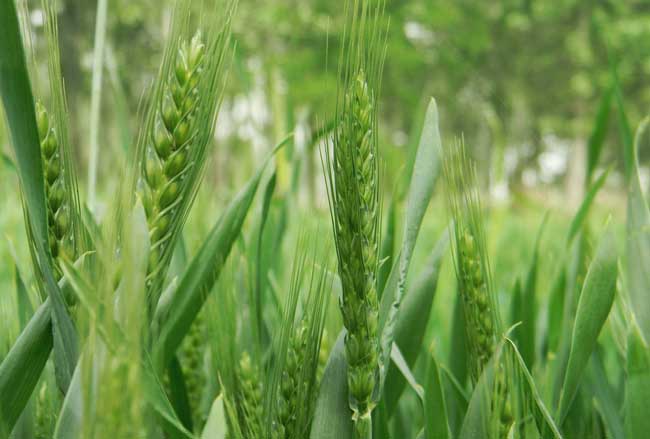小麦的高产种植技术