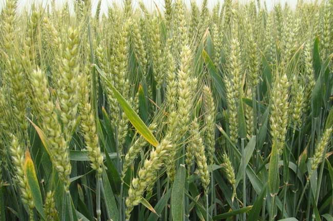 小麦种植技术