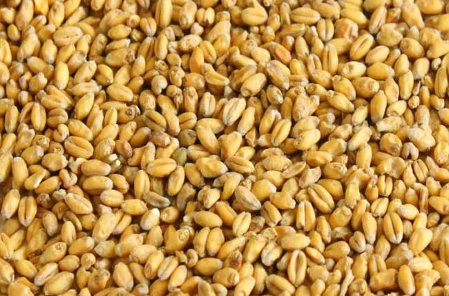小麦胚芽油的作用
