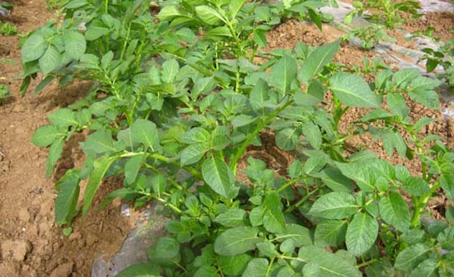 黑土豆种植技术