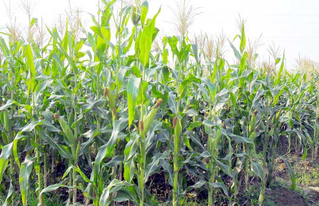 玉米田除草剂的使用方法