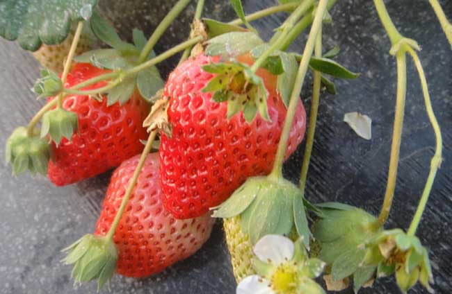 草莓花果期的管理