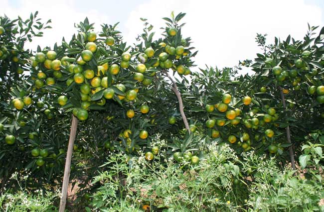 柑橘种植的受冻保树方法