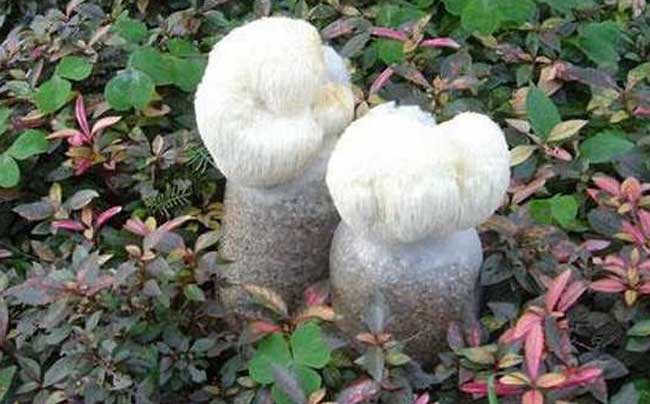 猴头菇种植