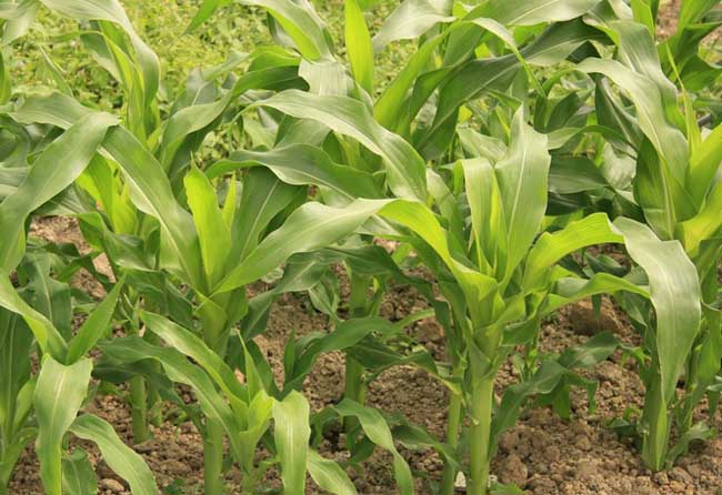 玉米播种期及苗期病虫害防治技术