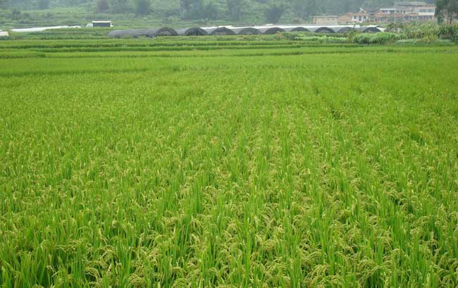 夏季怎样防治稻米中的害虫