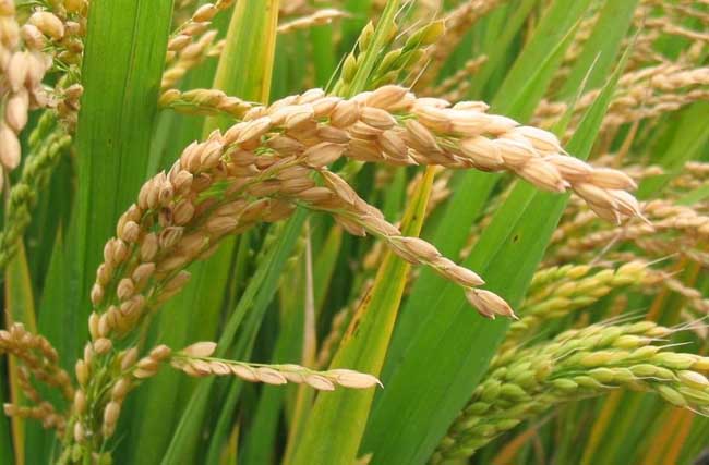 有机稻米栽培