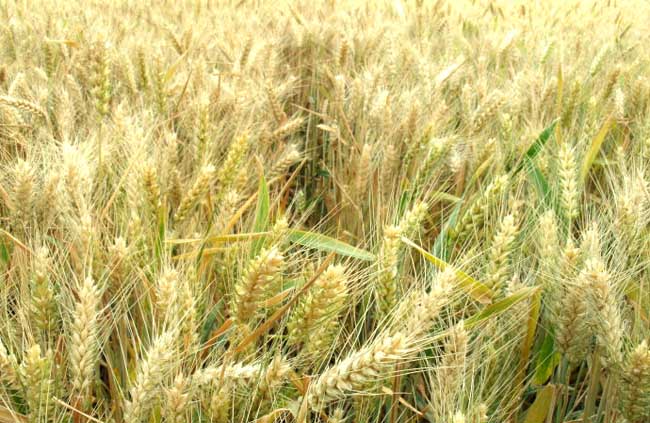 小麦种植技术