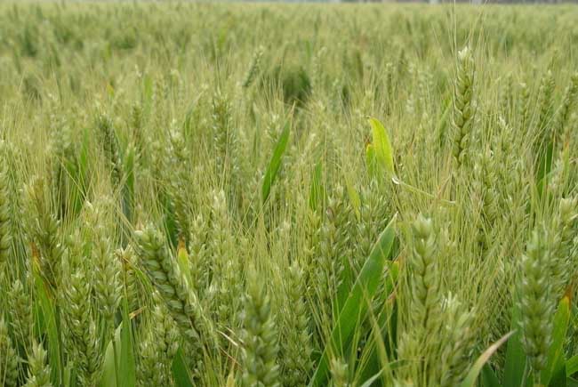 如何防治小麦播种期的病虫害技术