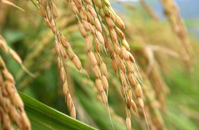 关于水稻种植生长后期的管理方法