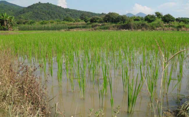 水稻种植生长后期的管理方法