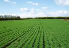 冬小麦返青期的田间管理方案