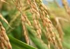 关于水稻种植生长后期的管理方法