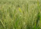 关于小麦栽培技术10个问题的回答