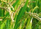 水稻后期的田间管理措施