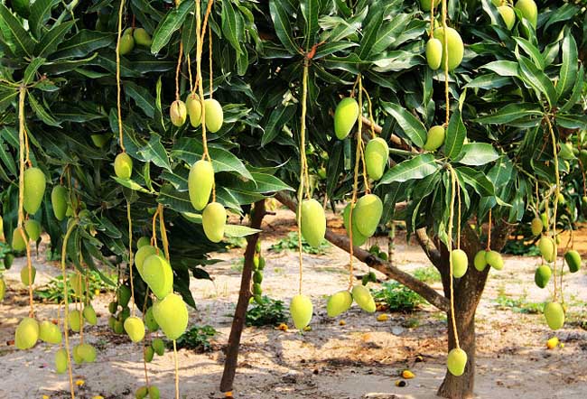 芒果种植条件