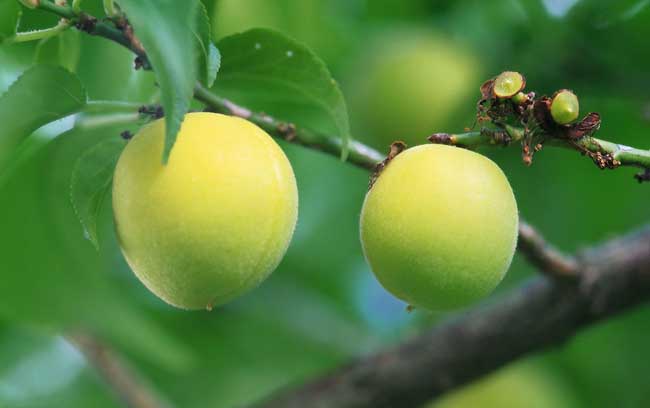 桃树的种植技术