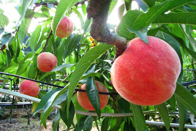 桃树的种植技术