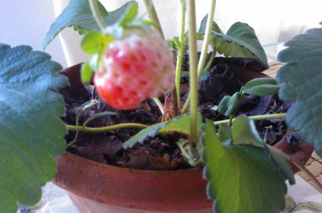 阳台草莓如何种植