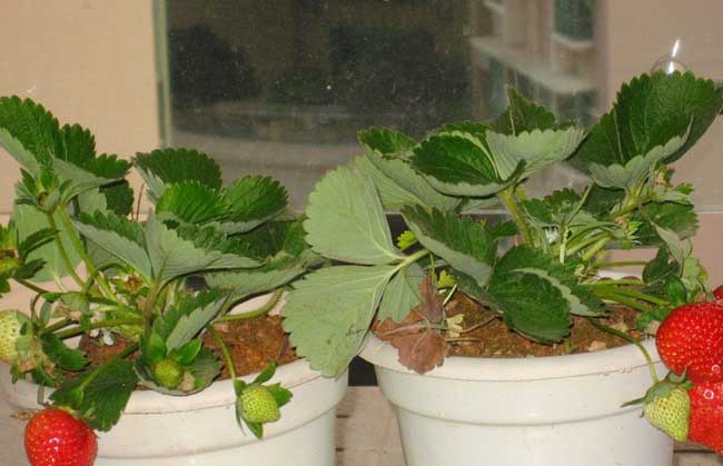 阳台草莓如何种植