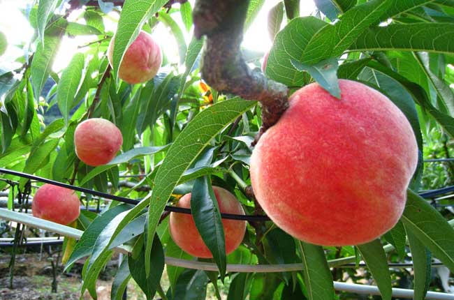 桃子栽培技术