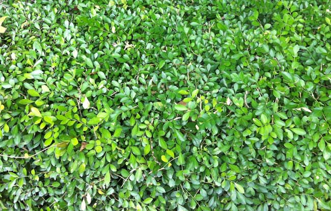 小叶黄杨盆景的制作与养护方法