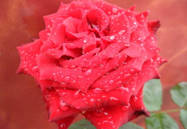 不同颜色和数量的玫瑰花语分别是什么？