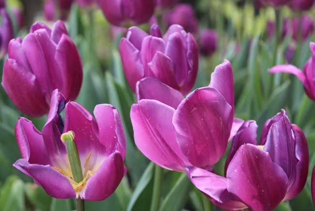 紫色郁金香的花语和故事传说