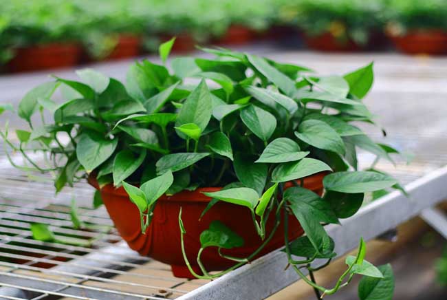 水培绿萝的养殖方法