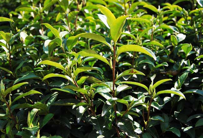 白茶的种植技术