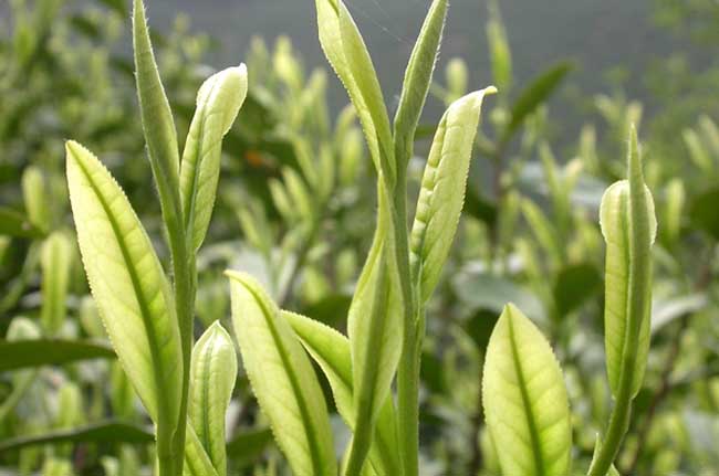 油茶插叶育苗种植技术
