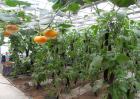 温室蔬菜冬季施肥十不宜