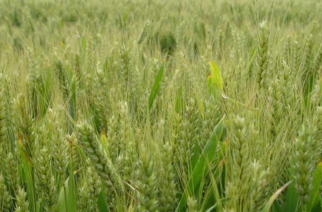 小麦除草剂