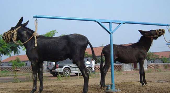 驴养殖