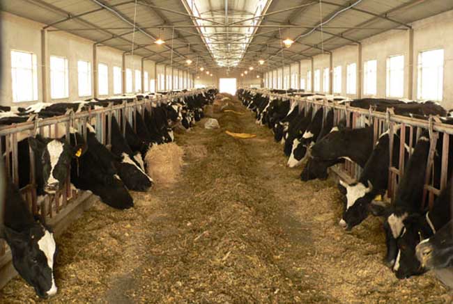 导致牛养殖户亏损的因素有哪些