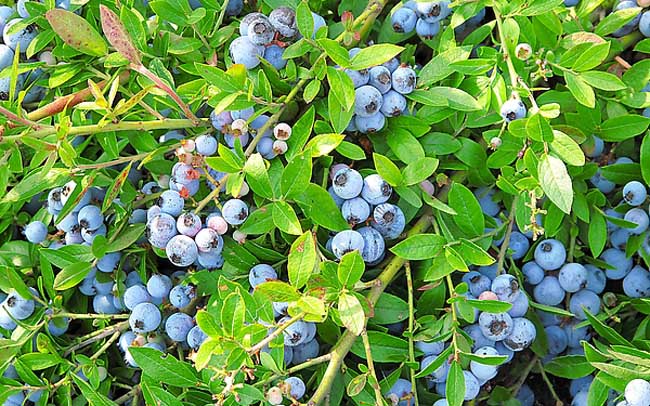 蓝莓种植