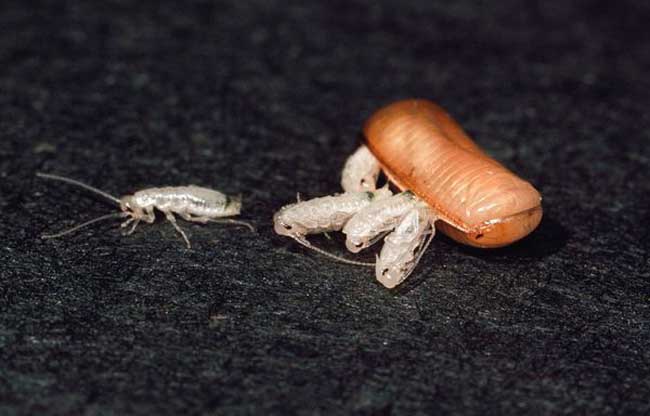 蟑螂怕什么天敌？
