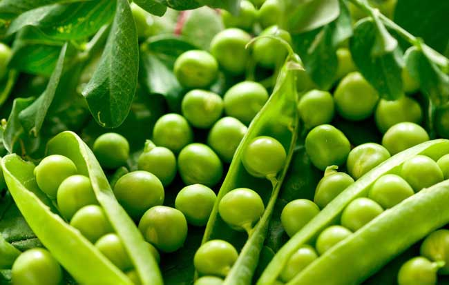 豌豆的功效与作用及食用方法