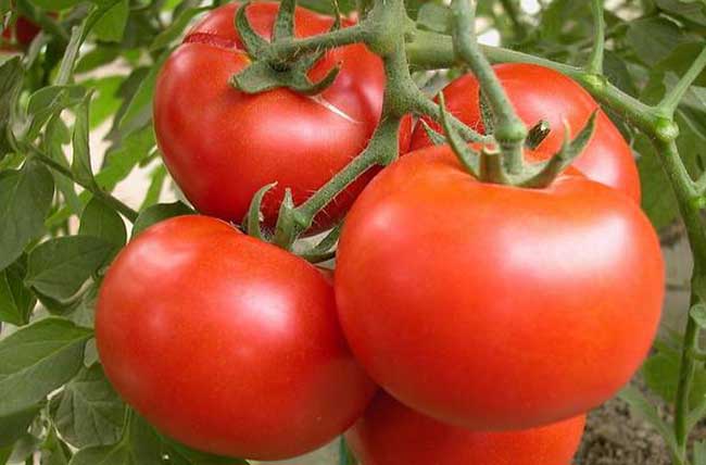 西红柿有的营养价值