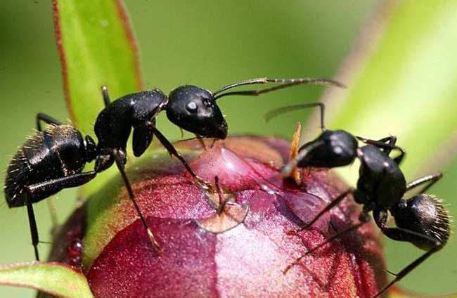 黑蚂蚁的营养价值及功效与作用