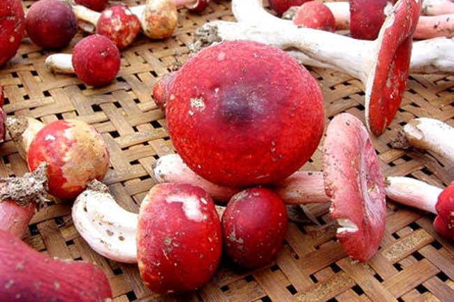 红菇的营养价值