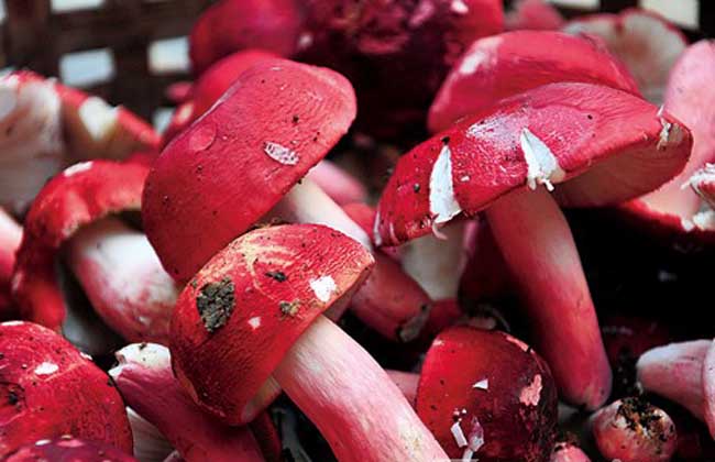 红菇的营养价值