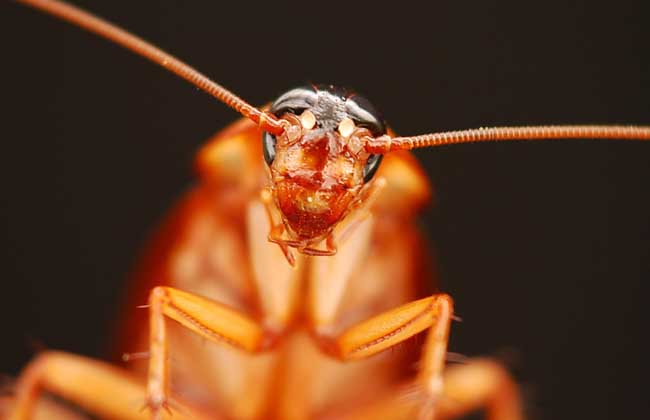 蟑螂的危害和该怎么消灭