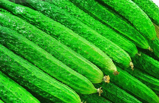 吃黄瓜能减肥吗