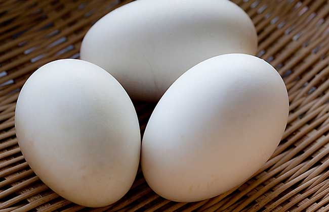 孕妇能吃鹅蛋吗