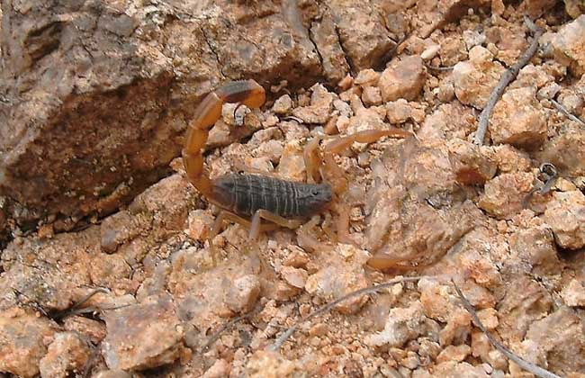 蝎子养殖过程中孕蝎的识别方法